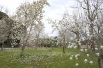 mokuren_250328_03