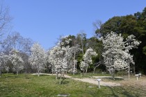 mokuren_hakumokuren_tsubakihigashi_250326_02