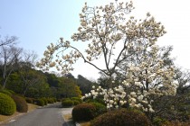 mokuren_hakumokuren_nihonteien_250326_02