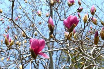 mokuren_shimokuren_250326_02