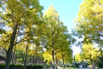 momi_231101_01