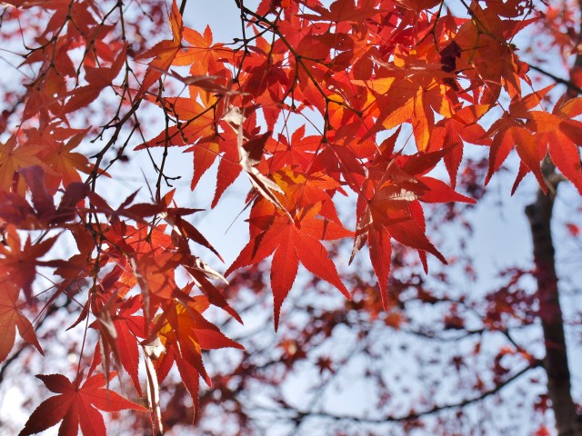 万博記念公園紅葉スポット 万博記念公園