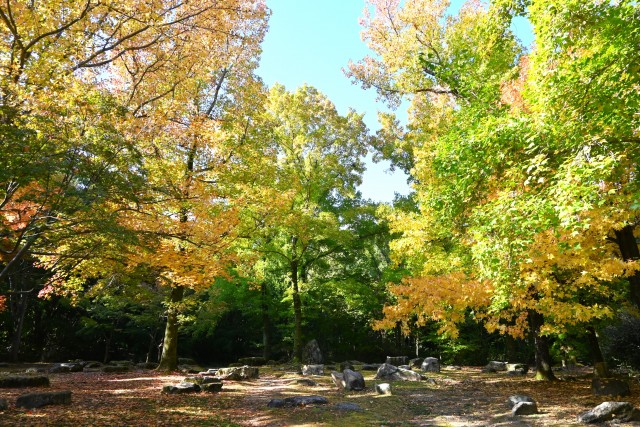 momijidani_231101_01
