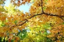 momijidani_231101_02