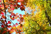 momijidani_231101_03