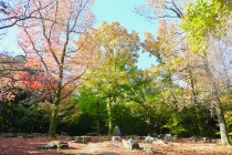 momijidani_231116_01