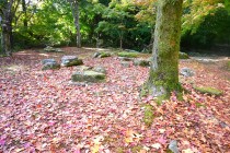momijidani_231116_02