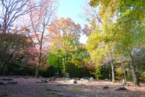 momijidani_231120_01