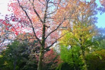 momijidani_231120_02