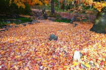 momijidani_241217_03