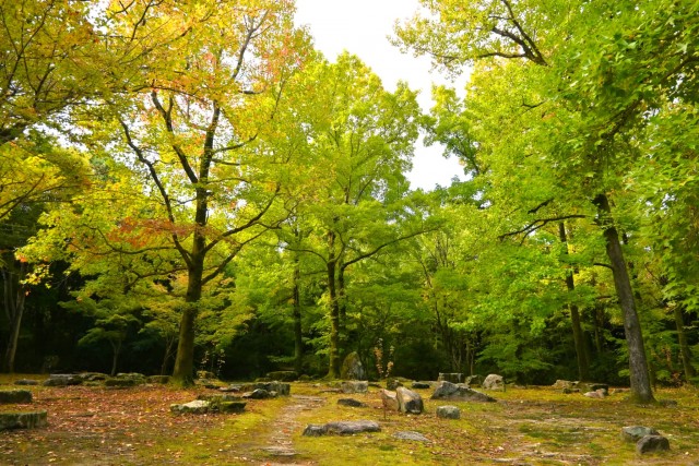 momijidani_251029_01