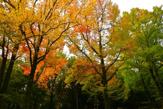 momijidani_251106_02