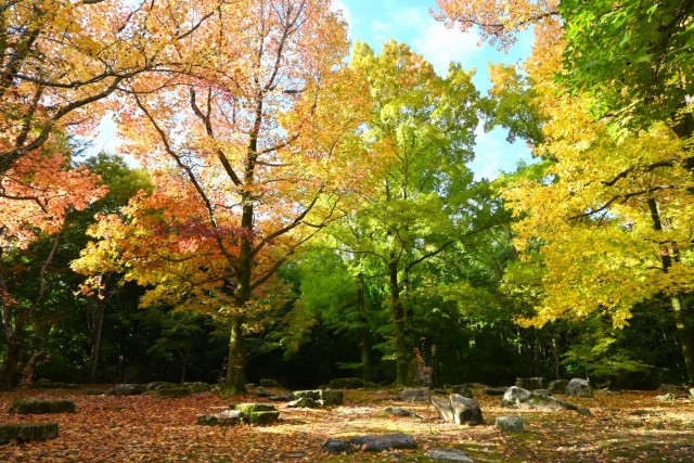 momijidani_251111_01