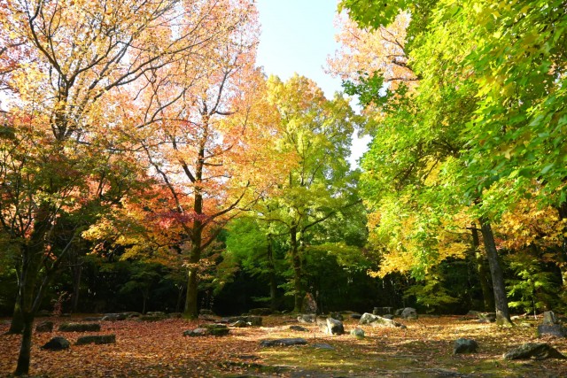 momijidani_251114_01