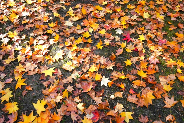 momijidani_251114_02