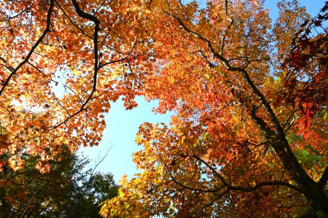 momijidani_251114_03