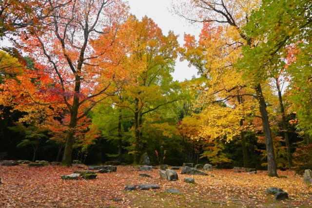 紅葉様ご確認ページ 紅葉情報 | 万博記念公園