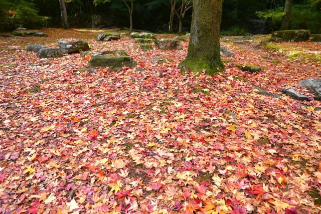 momijidani_251119_02