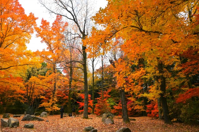 momijidani_251128_01