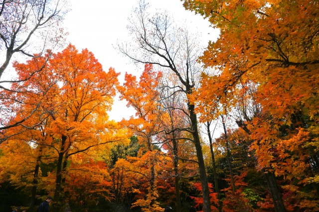 momijidani_251128_02