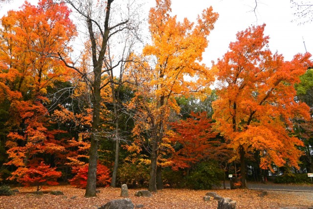 momijidani_251203_01