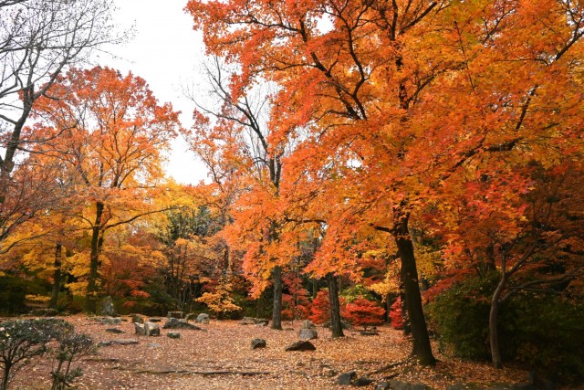 momijidani_251203_02