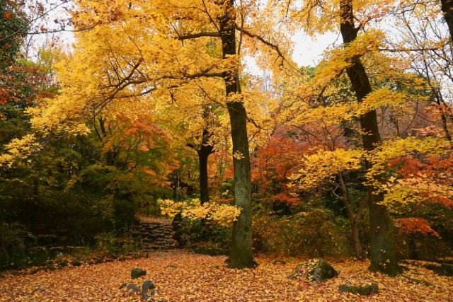 momijidani_251203_03