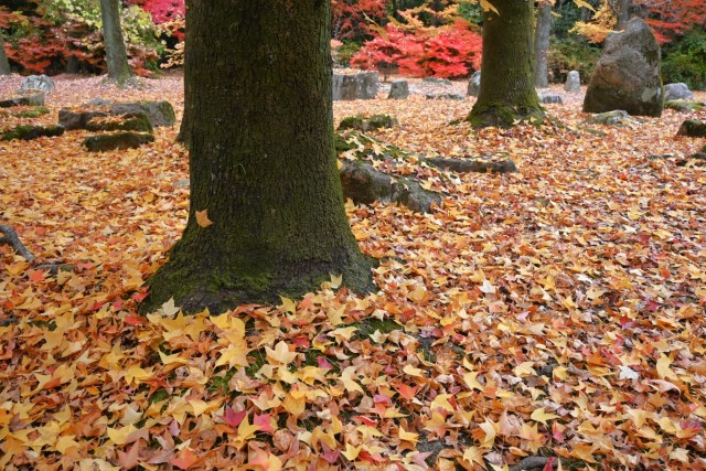 momijidani_251203_04