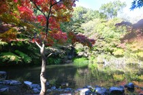 momijinotaki_231116_03