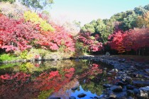 momijinotaki_231206_01