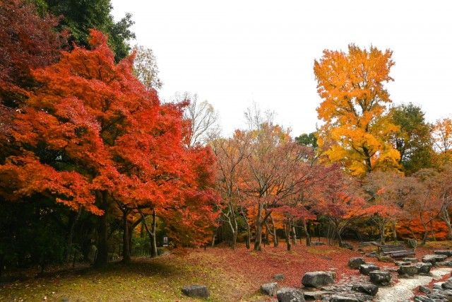 momijinotaki_251203_01