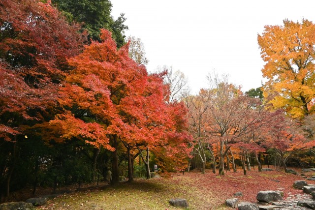 momijinotaki_251203_02