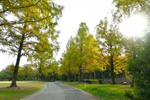 mominoike_231110_01