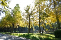 mominoike_231116_01