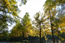 mominoike_231116_02