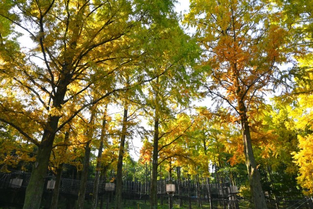 mominonike_251114_02