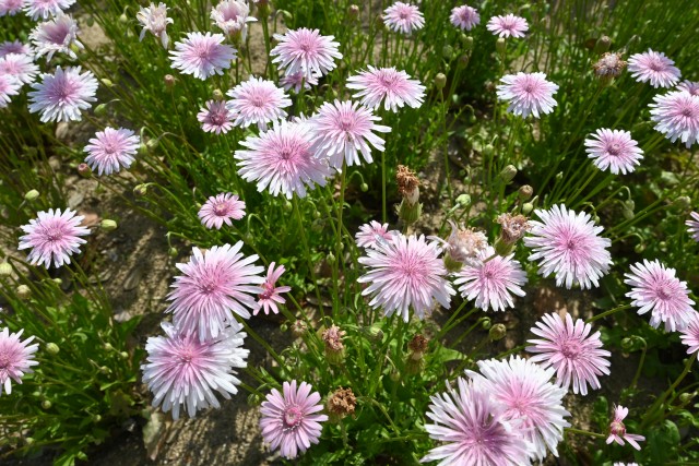 momoiro_250501_01