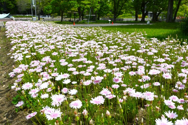 momoiro_250507_02