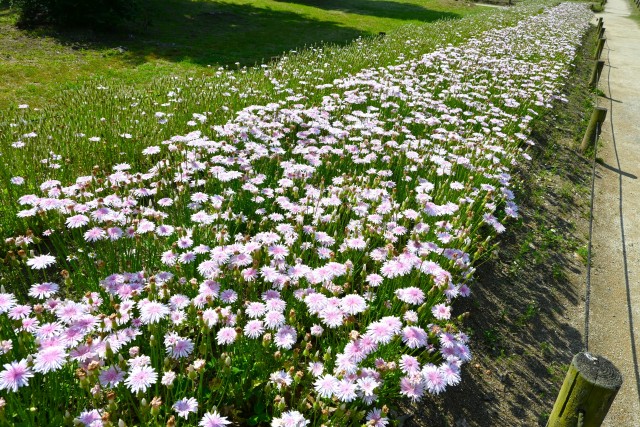 momoiro_250513_03