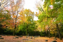 momojidani_231110_01