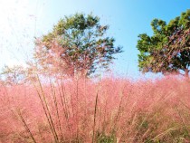 muhlenbergia_210930_03