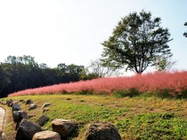 muhlenbergia_211008_02