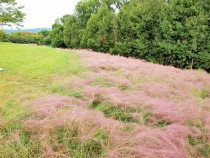 muhlenbergia_211012_02