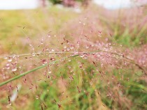 muhlenbergia_211012_03