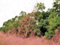 muhlenbergia_211019_03