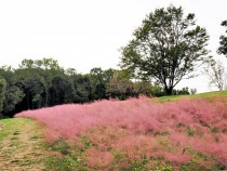 muhlenbergia_211022_02