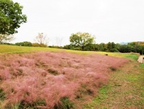 muhlenbergia_211026_03