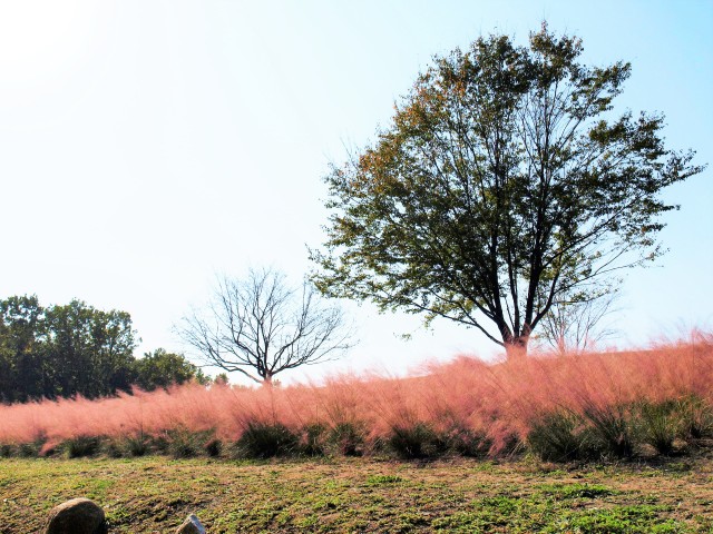 muhlenbergia_211102_01