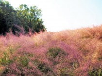 muhlenbergia_211102_03