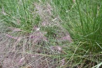 muhlenbergia_220908_02